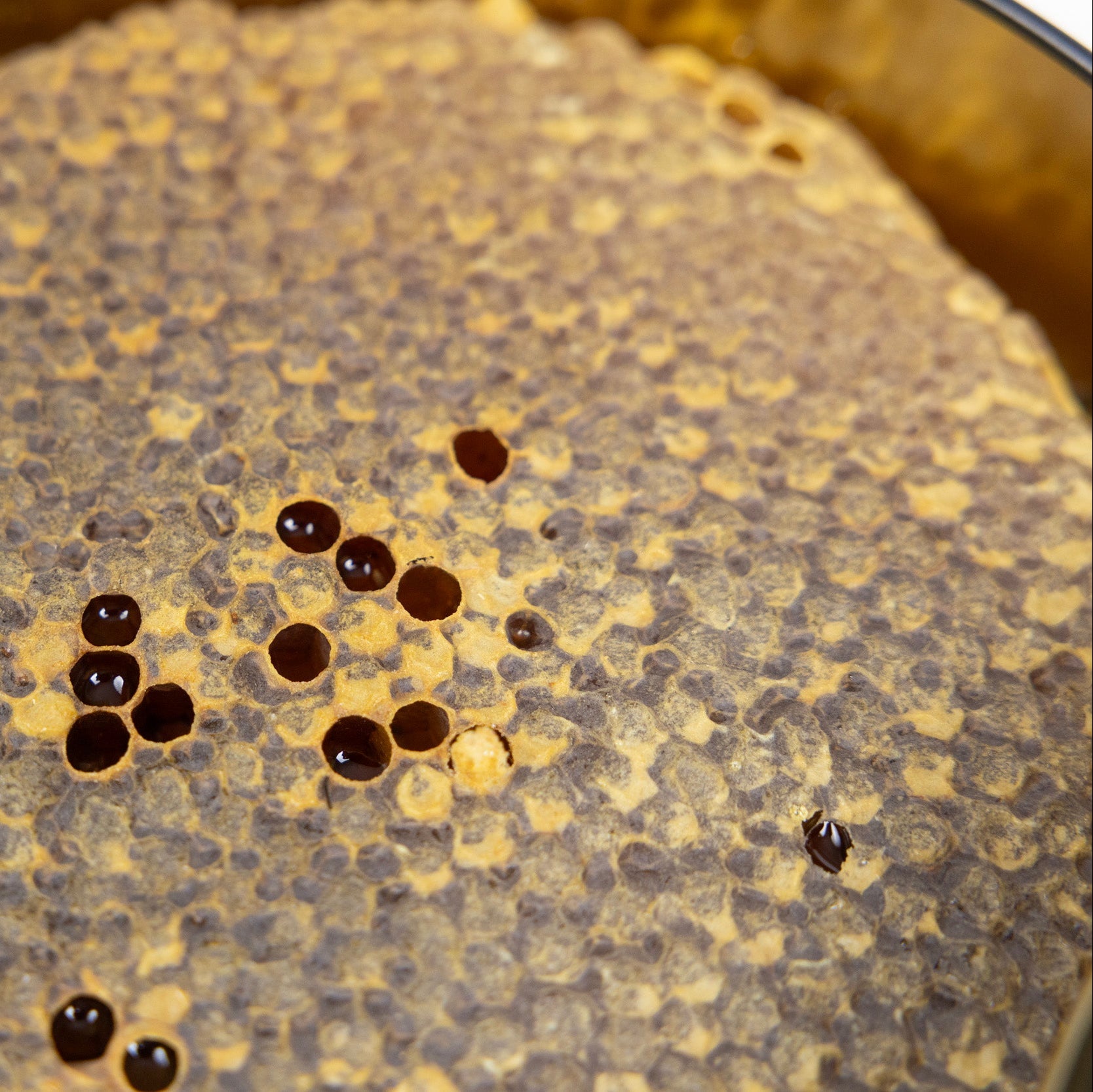 Premium Karakovan Honey